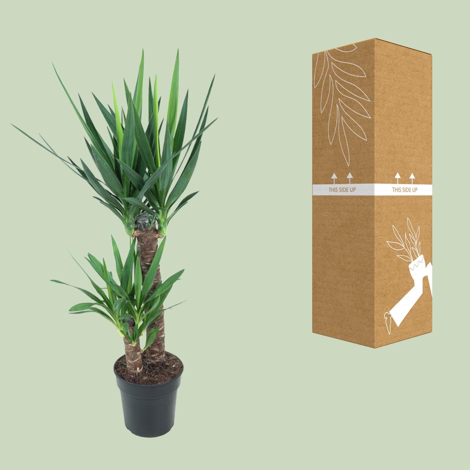 Yucca Elephantipes - Ø21 cm - ↕100 cm