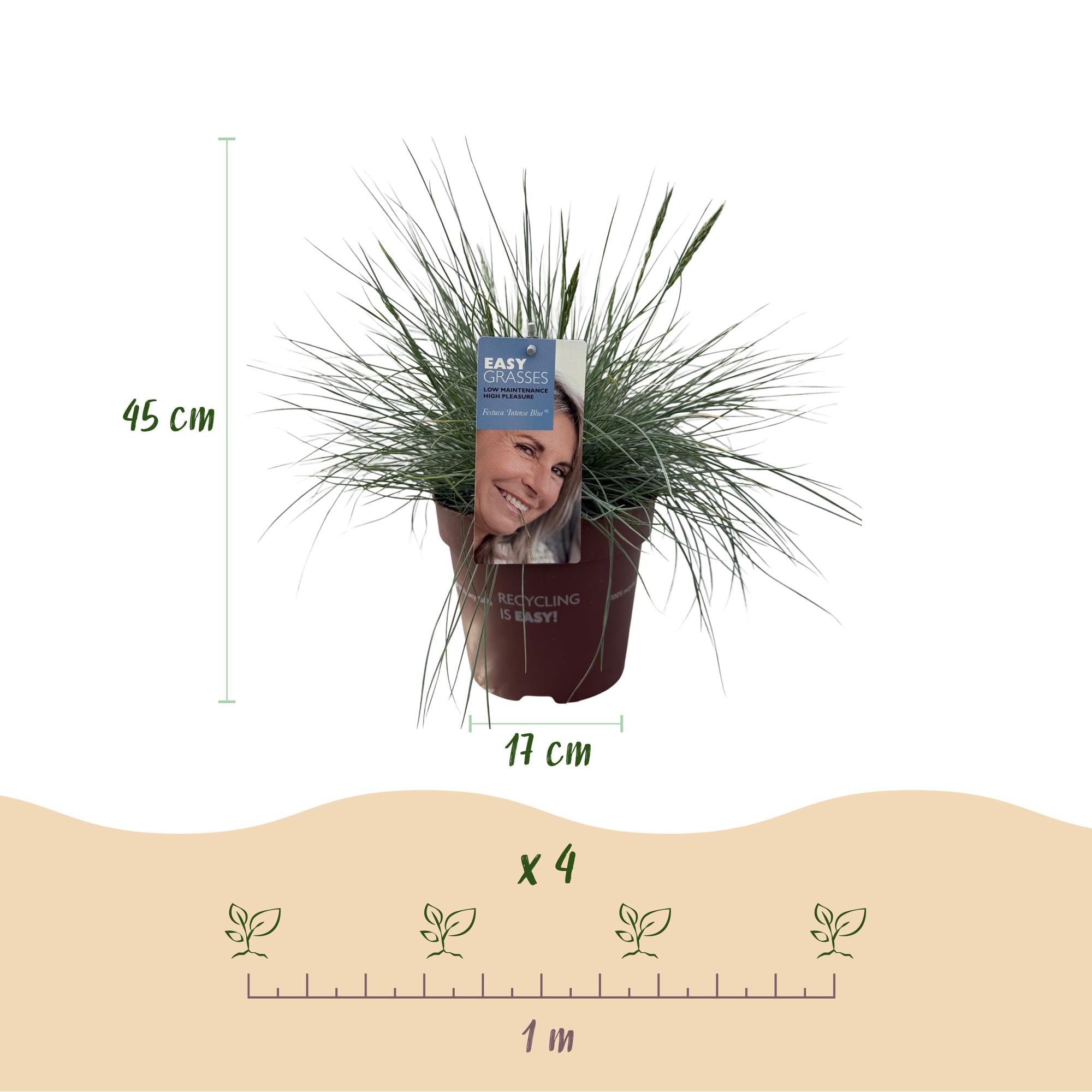 Green boutiQ – Ziergräser – Festuca glauca Intense Blue – Blau – 4 Pflanzen – Immergrün – Pflegeleicht – Topf: 17 cm, Höhe: 50 cm