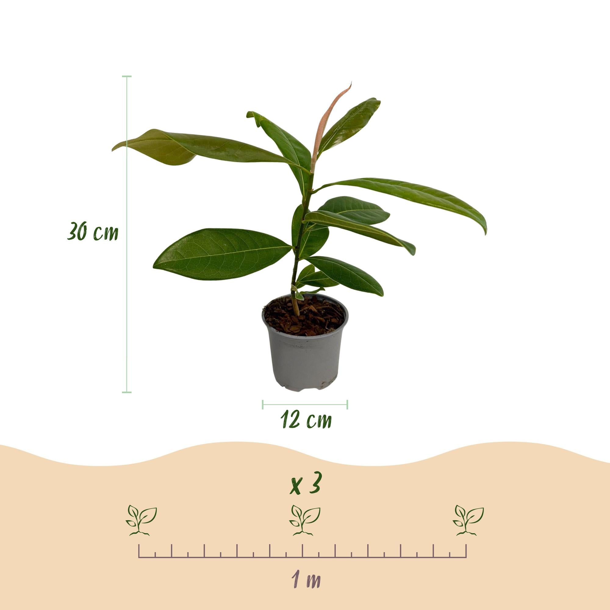 Magnolia grandiflora - Bloem Wit - 3 Planten - Bladhoudend - Weinig Onderhoud - Pot 12cm Hoogte 30cm