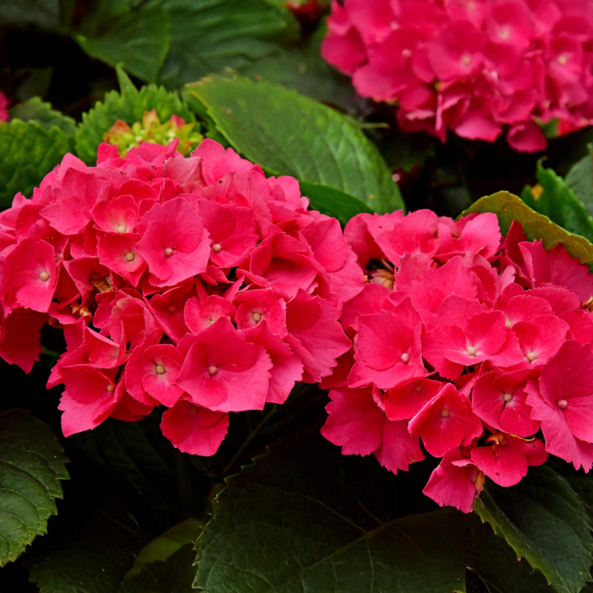 Green boutiQ - Ortensia - Hydrangea macrophylla Red - Fiore rosso - 1 pianta - Decidua - Bassa manutenzione - Vaso 17 cm Altezza 30 cm