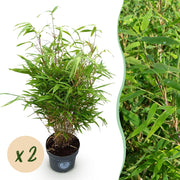 Fargesia Rufa - Niet Woekerende Bamboe - Bladhoudend - Groen - 2 Planten - Pot 23 cm - Hoogte 80 cm