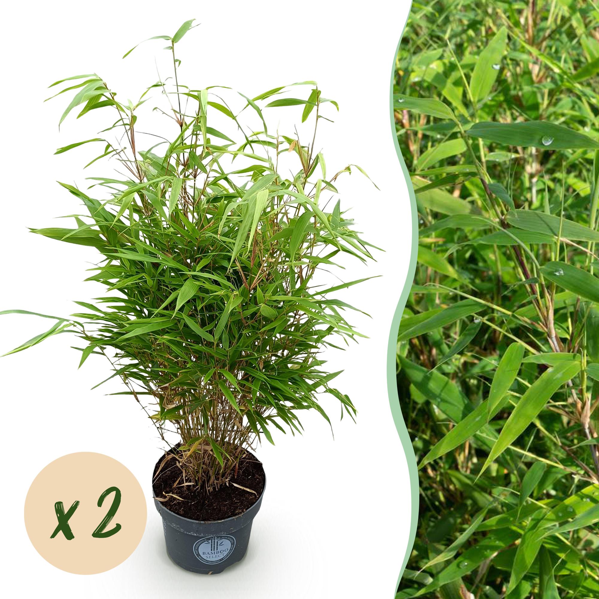 Fargesia Rufa - Niet Woekerende Bamboe - Bladhoudend - Groen - 2 Planten - Pot 23 cm - Hoogte 80 cm