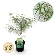 Green boutiQ – Terrassenpflanze – Japanischer Ahorn (Acer palmatum 'Koto-no-ito') – Grün – 2 Pflanzen – Laubabwerfend – Topf: 19 cm, Höhe: 70 cm