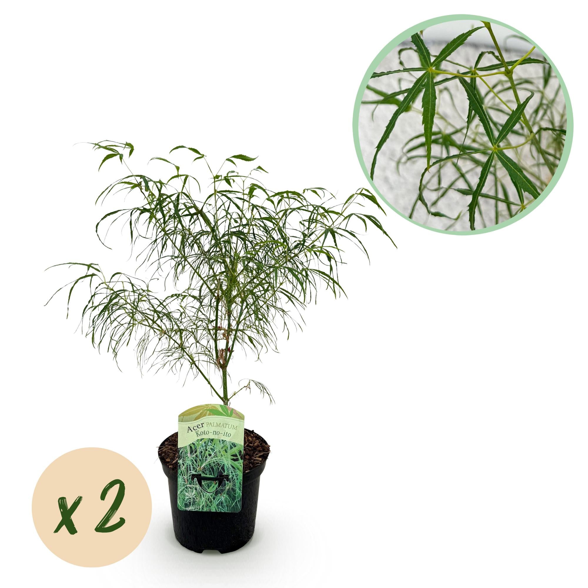 Green boutiQ – Terrassenpflanze – Japanischer Ahorn (Acer palmatum 'Koto-no-ito') – Grün – 2 Pflanzen – Laubabwerfend – Topf: 19 cm, Höhe: 70 cm
