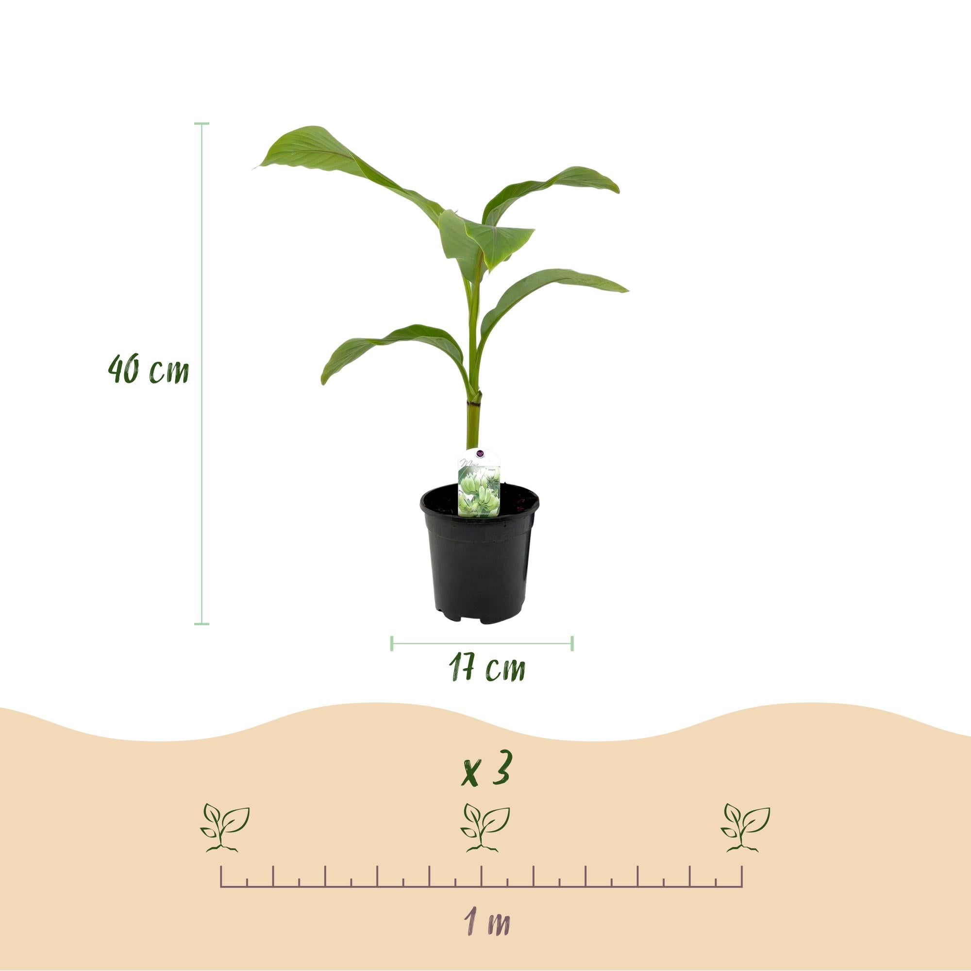 Bananen plant - Musa Basjoo - Winterhard - 4 planten - Pot 17cm Hoogte 40cm