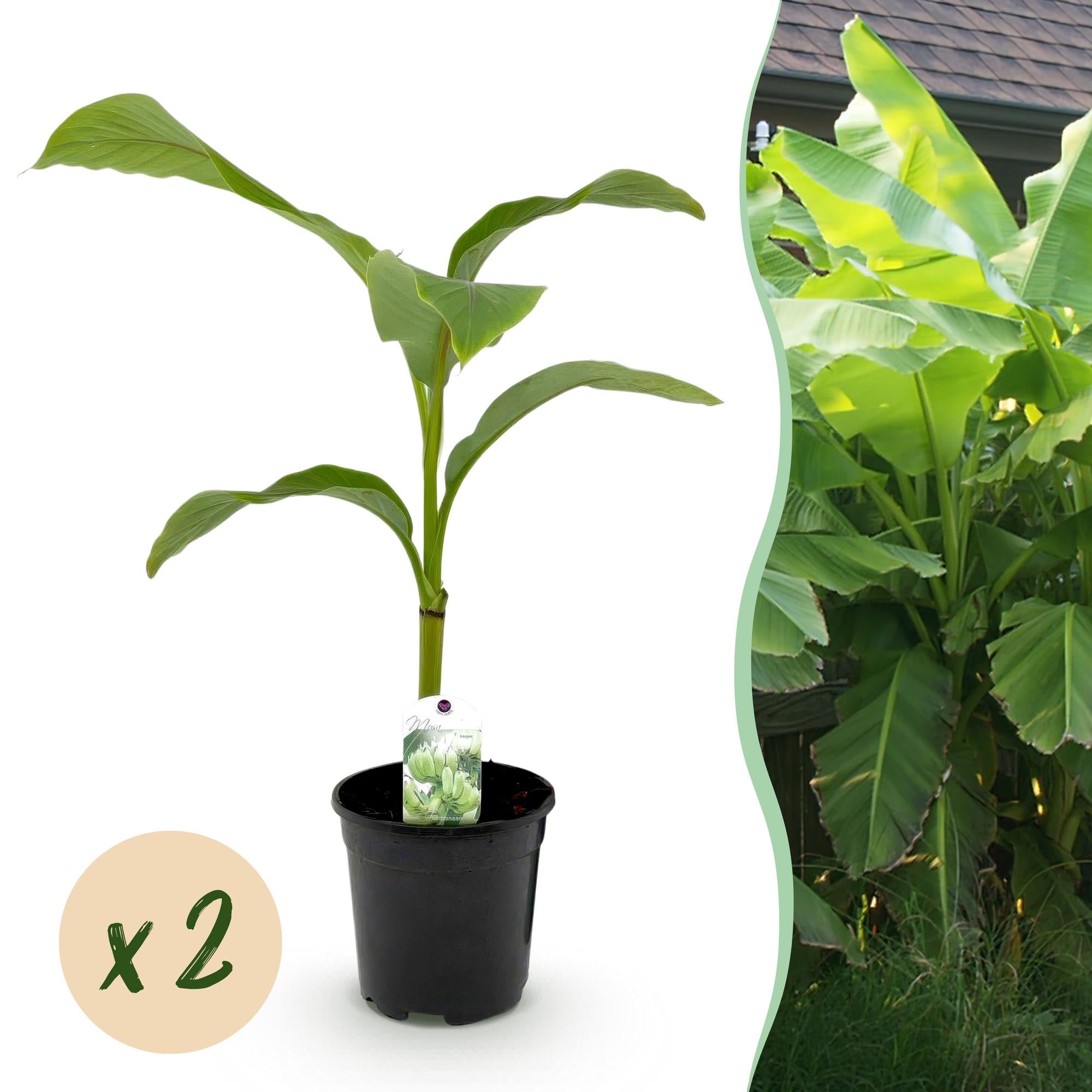 Bananen plant - Musa Basjoo - Winterhard - 2 planten - Pot 17cm Hoogte 40cm