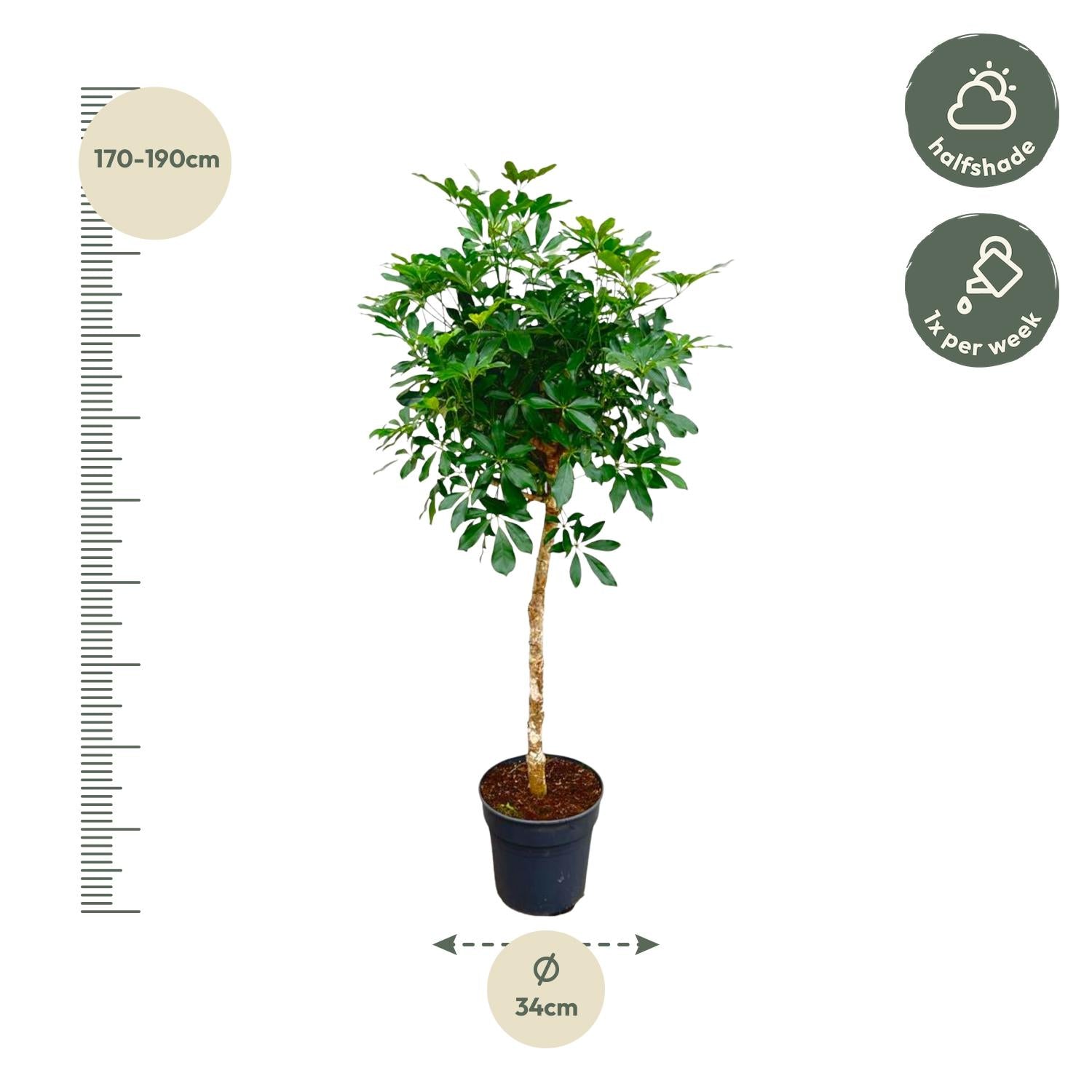 Schefflera am Stamm - 170 cm - ø30