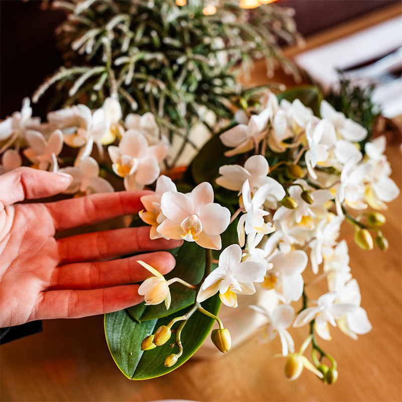 Kolibri Orchids | Plantenset Poppy Oranje Nazare | Witte Nazare orchidee Ø9 cm + groene plant Ø6 cm incl. sierpotten – vers van de kweker