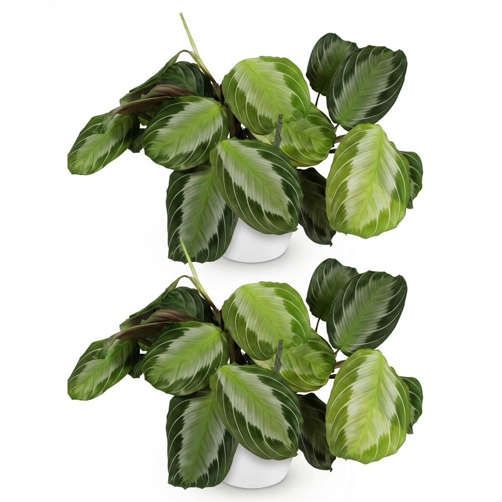 Maranta Fascinator Silverband - Gebedsplant - 2 Planten - met Potter Wit - Pot 12cm - Hoogte 25cm