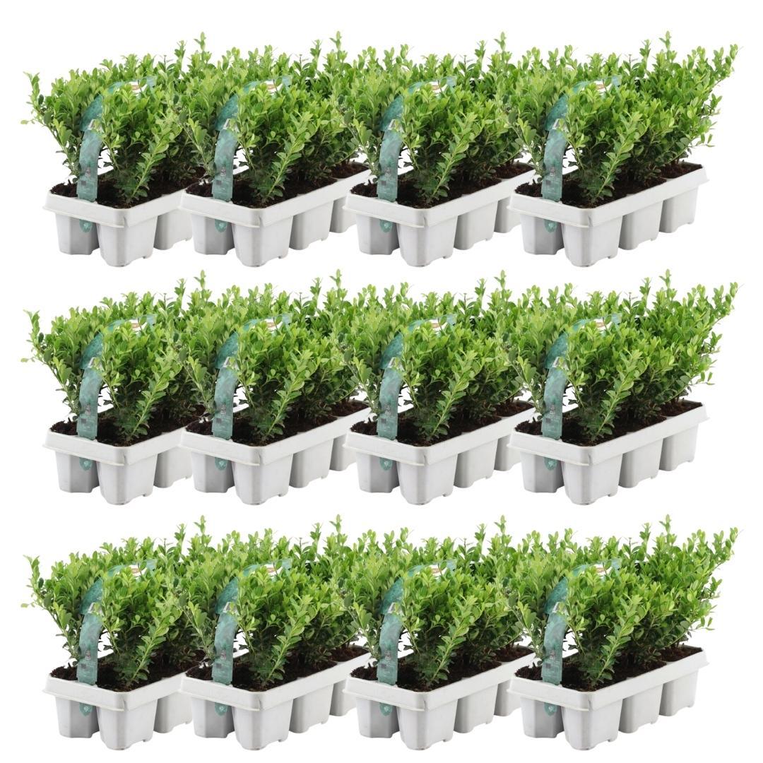 Lot de 12 x 6 Ilex crenata 'Jenny' - Ø7 cm - ↕15 cm