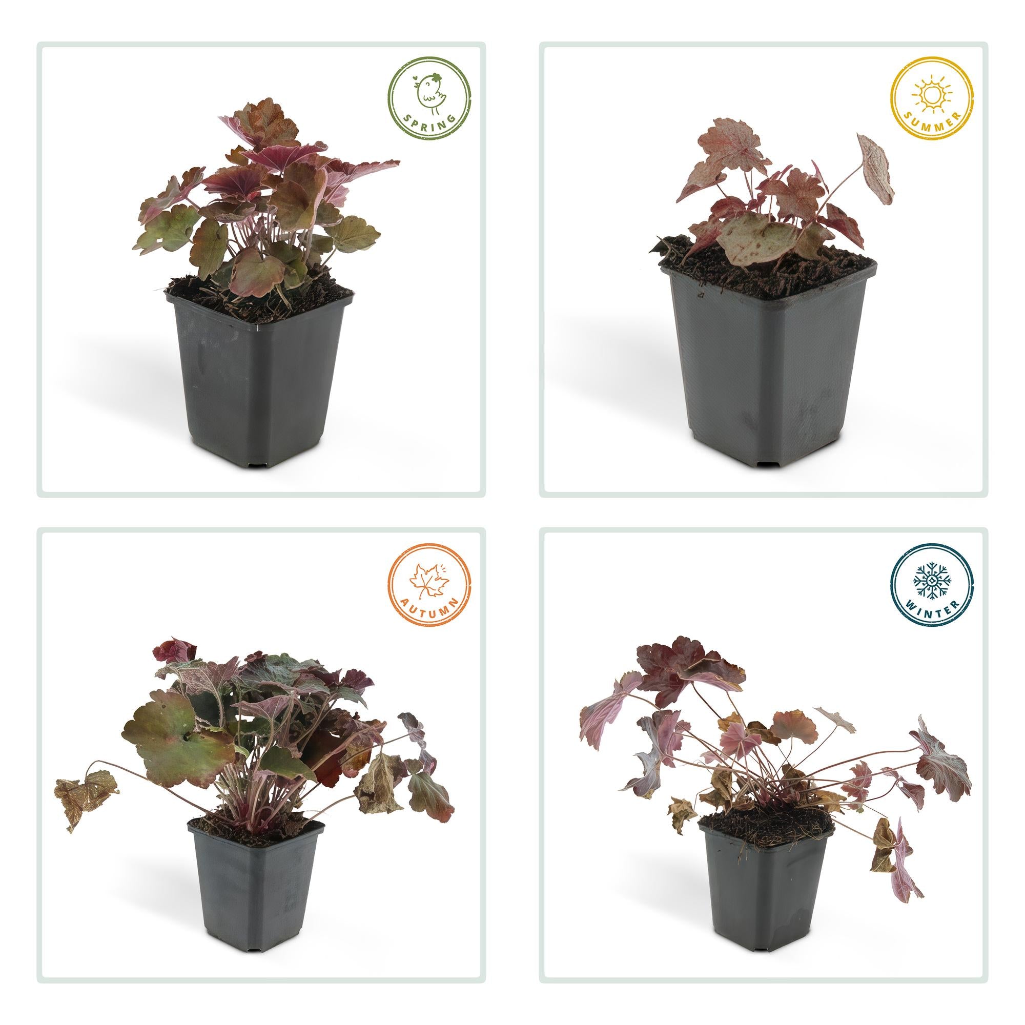 6x Heuchera micro. 'Palace Purple' - ↕10-25cm - Ø9cm