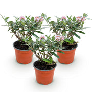 Buddleja davidii Butterfly Candy Little Pink - Vlinderstruik - Compact - Roze - 3 Planten - Pot 12cm - Hoogte 20-25cm