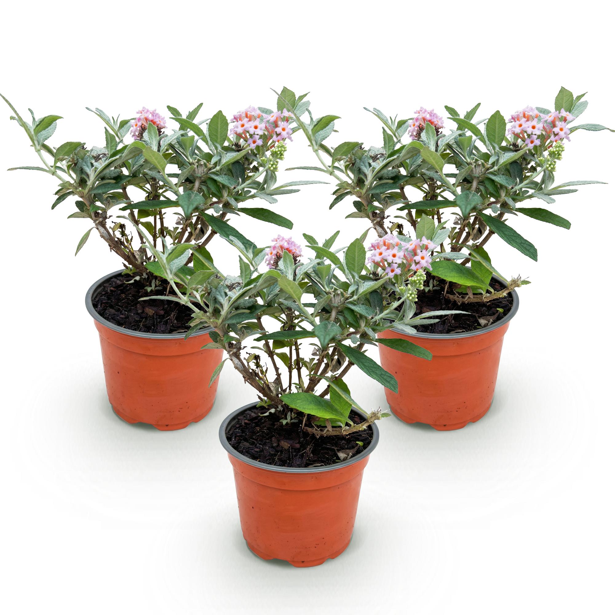 Buddleja davidii Butterfly Candy Little Pink - Vlinderstruik - Compact - Roze - 3 Planten - Pot 12cm - Hoogte 20-25cm