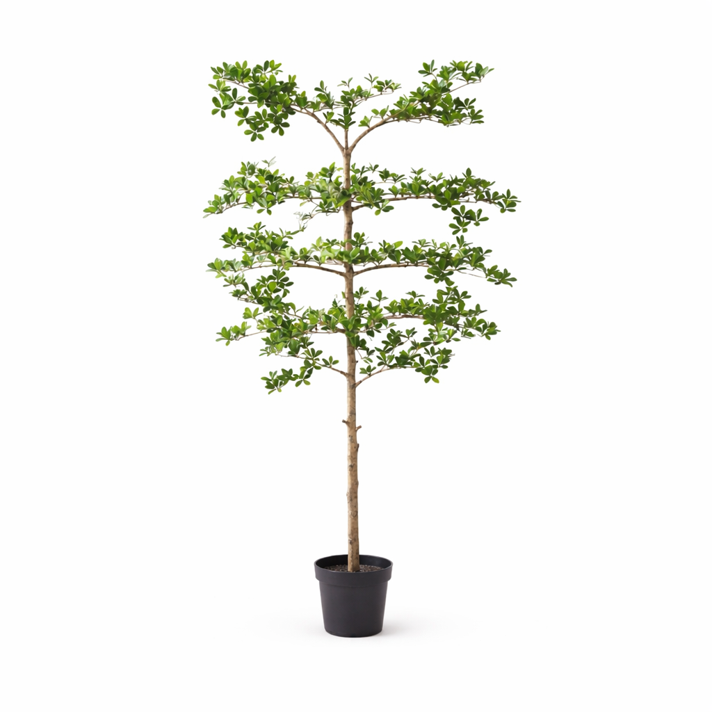 Kunstplant - Bucida - 200cm