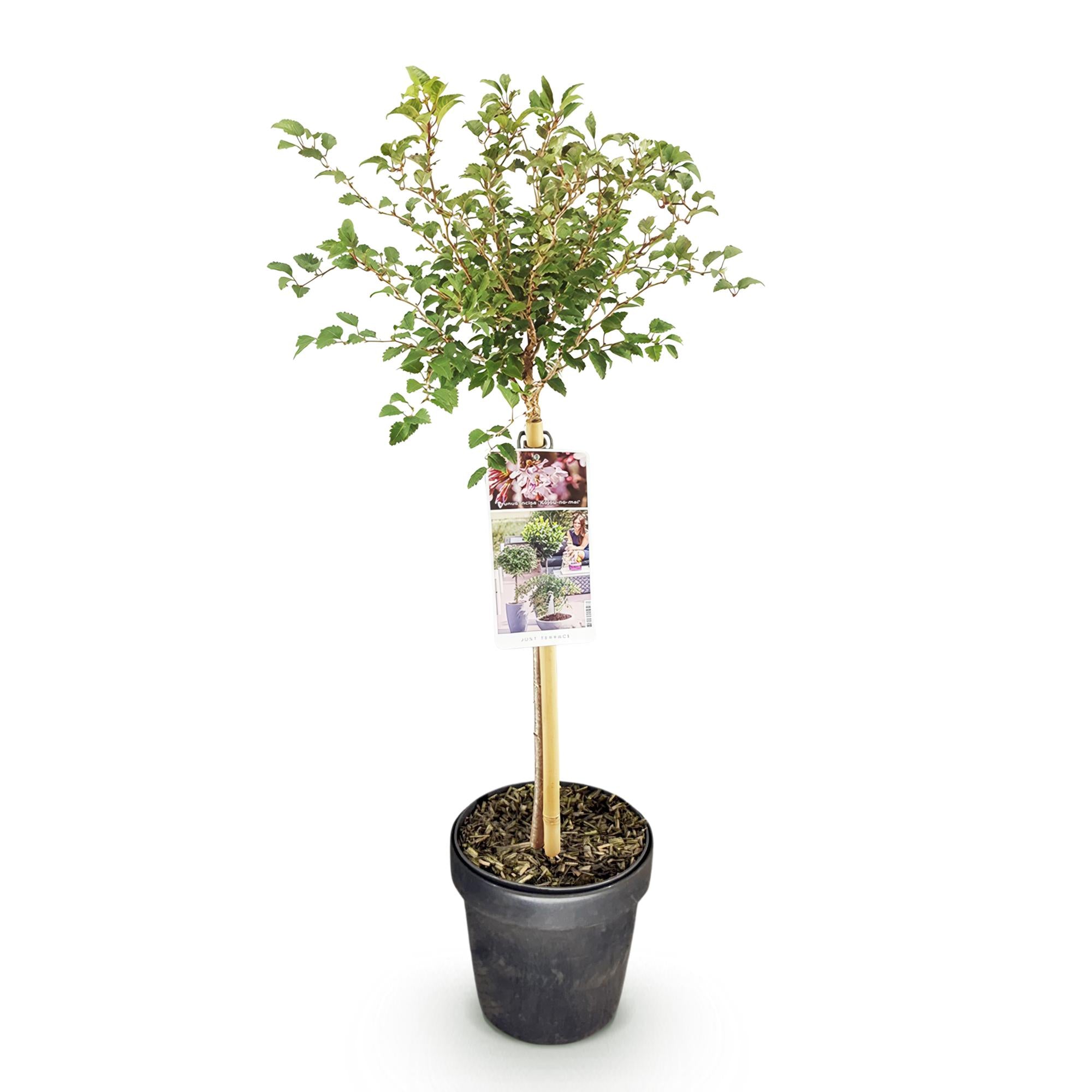 Prunus incisa Koujou-no-mai - Terras Plant - Bladverliezend - Winterhard - Witte Bloem - Pot 19cm Hoogte 90cm