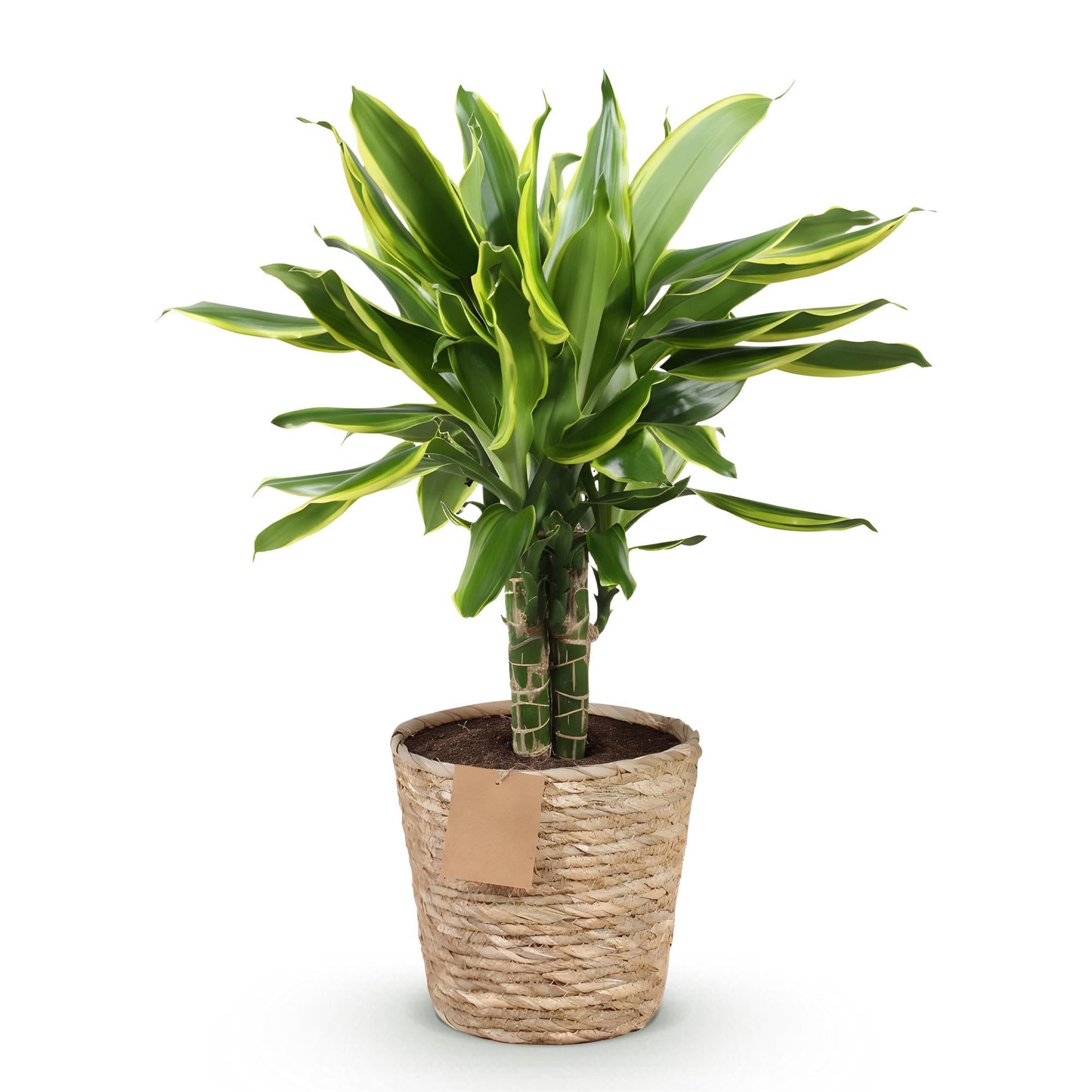 Dracaena fragrans Golden Coast - Drakenbloedboom - Weinig onderhoud - met mand - Groen - 1 Plant - Pot 17cm - Hoogte 50-55cm