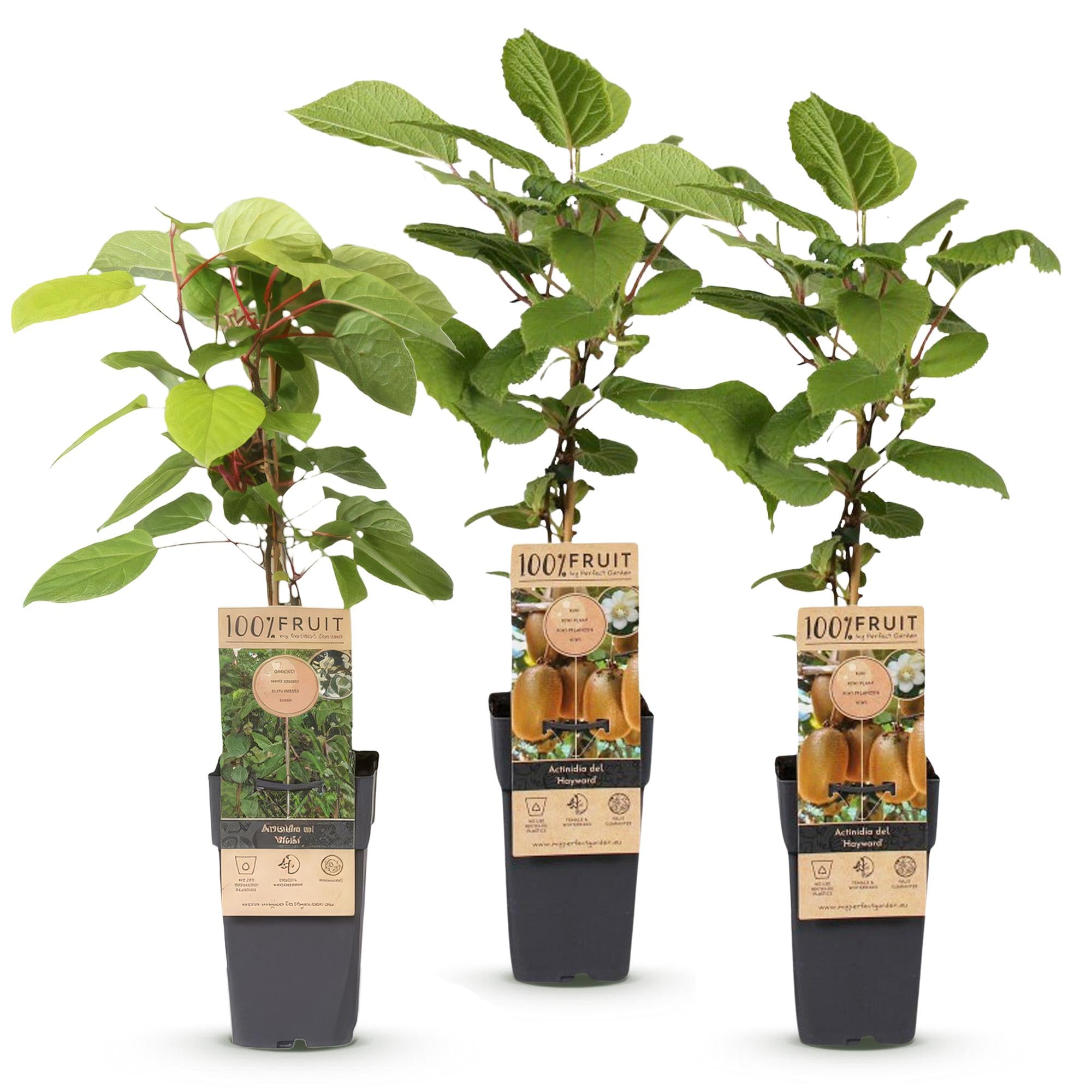 Actinidia Weiki & Hayward - Kiwiplant - 1 Mannelijke - 2 Vrouwelijke - Planten - Groen - Pot 15cm - Hoogte 50cm