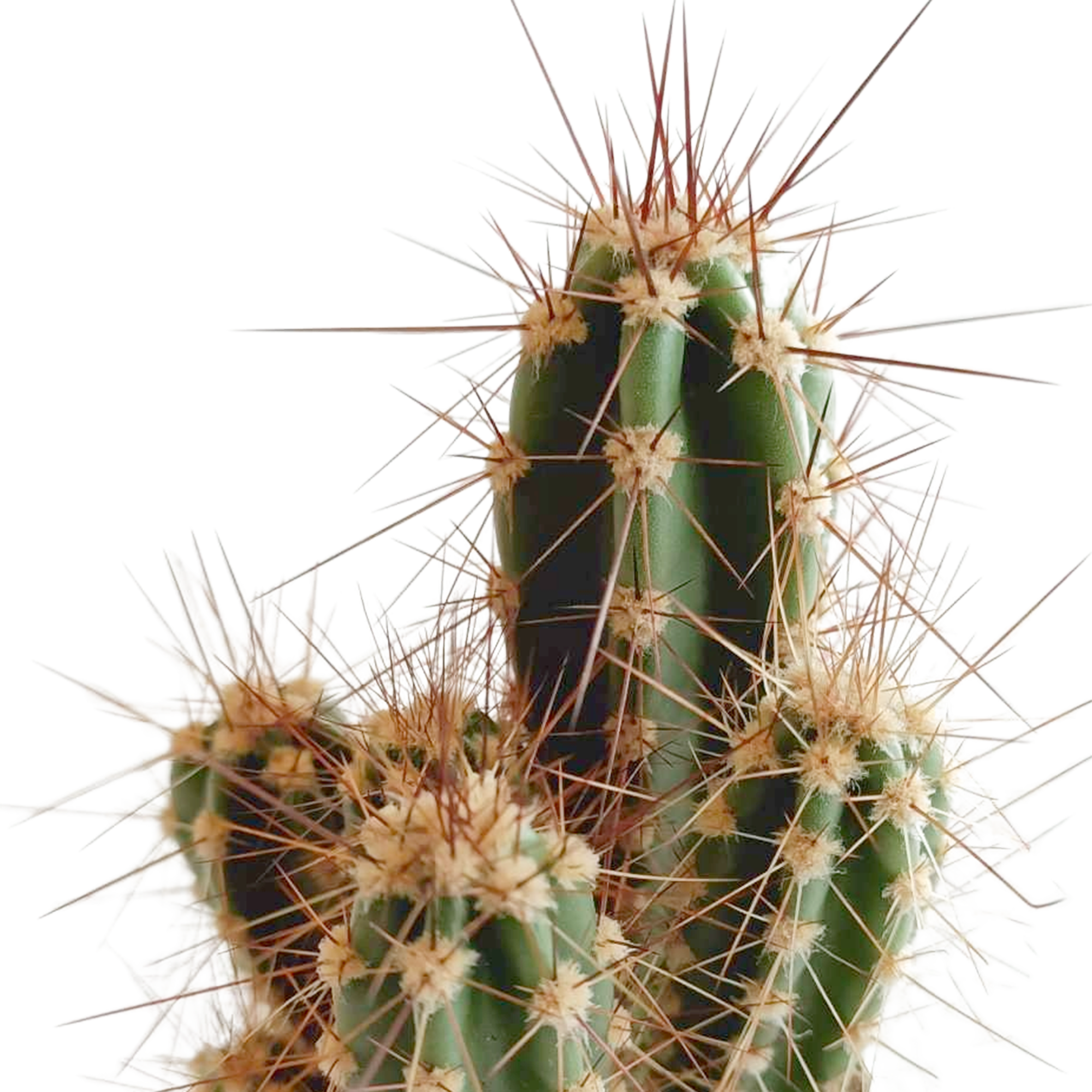 Mélange pour cactus 5,5 cm - 5x - en pot mexicain