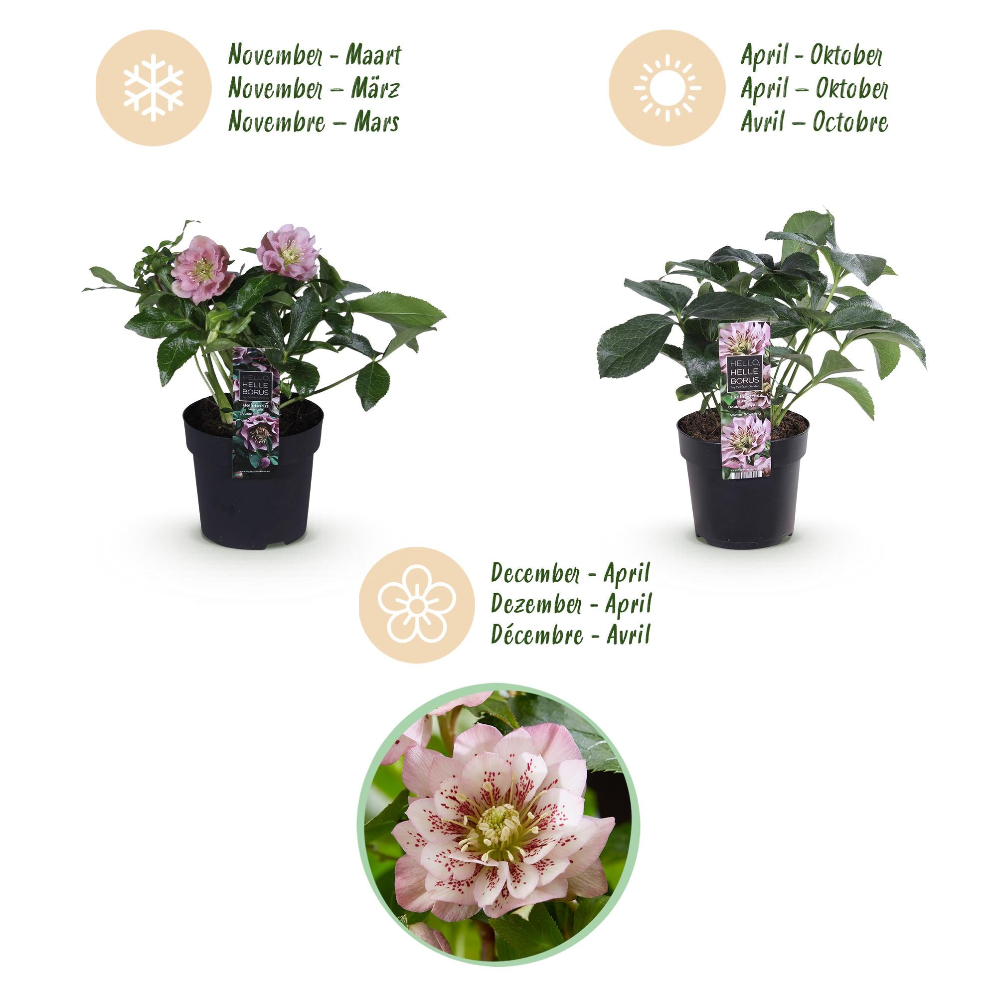 Lenten Rose - Helleborus orientalis Double Tricolour - Roze - Rode - Witte Bloem -3 Planten - Groenblijvend - Pot 14cm Hoogte 35cm