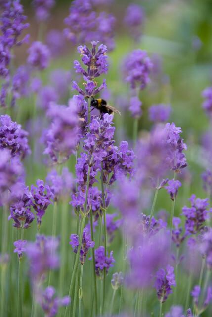 60x Lavandula ang. 'Munstead' - ↕10-25 cm - Ø9 cm