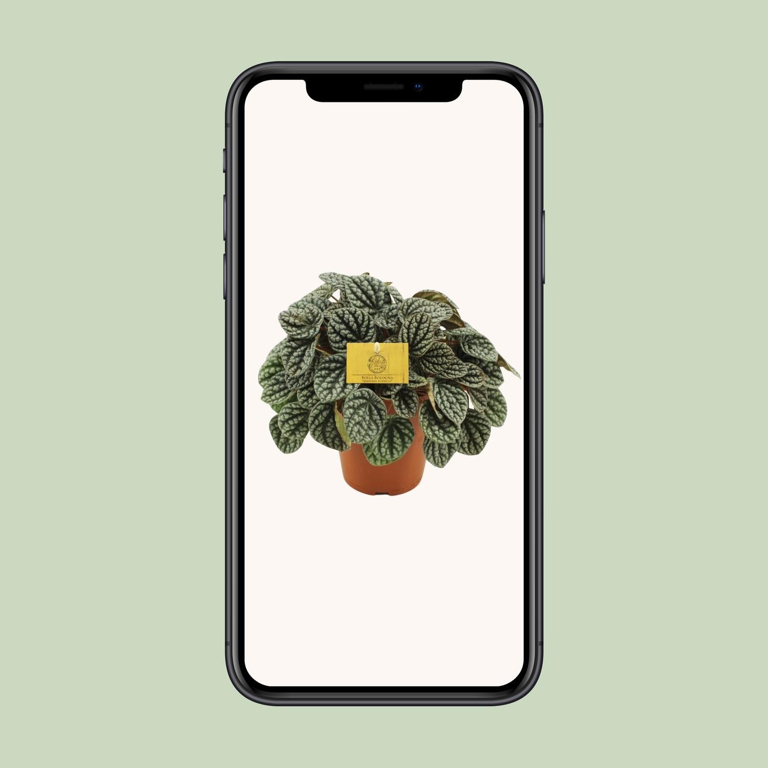 Peperomia Burbella - Ø15cm - ↕25cm