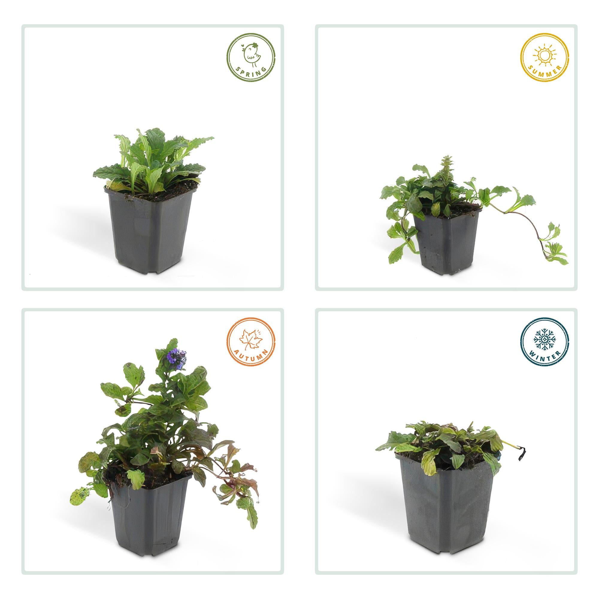 12x reptan Ajuga - ↕10-25 cm - Ø9 cm