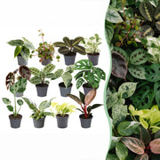 Baby Plants Surprise Box 12x - Verrassingsbox kleine planten - Diversen - Tropisch - Ø6cm - ↕5-15cm