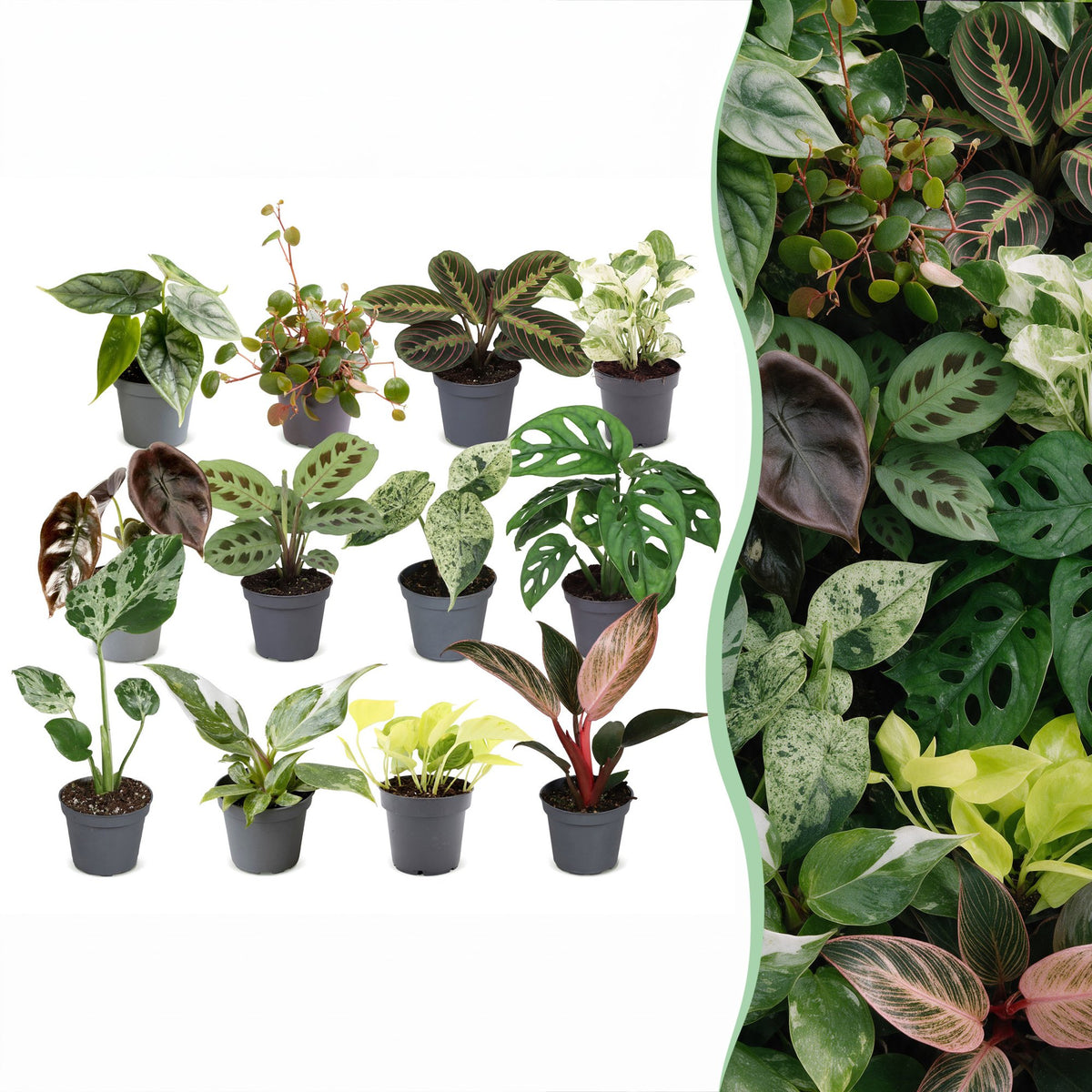 Baby Plants Surprise Box 12x - Verrassingsbox kleine planten - Diversen - Tropisch - Ø6cm - ↕5-15cm