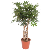 Schefflera Arboricola Compacta, geflochtener Stamm - 130 cm - ø30