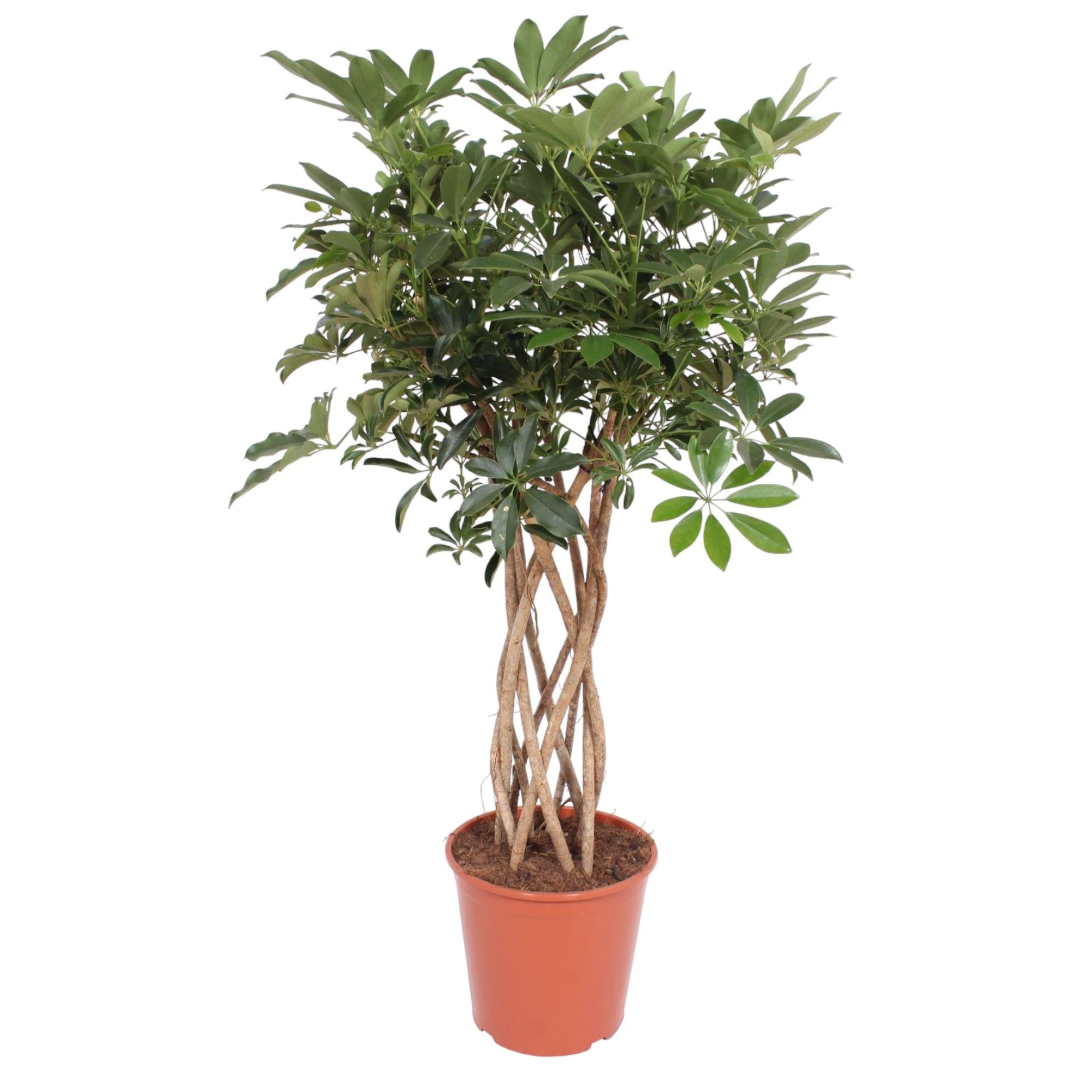 Schefflera Arboricola Compacta, geflochtener Stamm - 130 cm - ø30