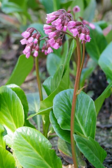 48x Bergenia cordifolia 'Herbstblüte' - ↕10-25cm - Ø9cm