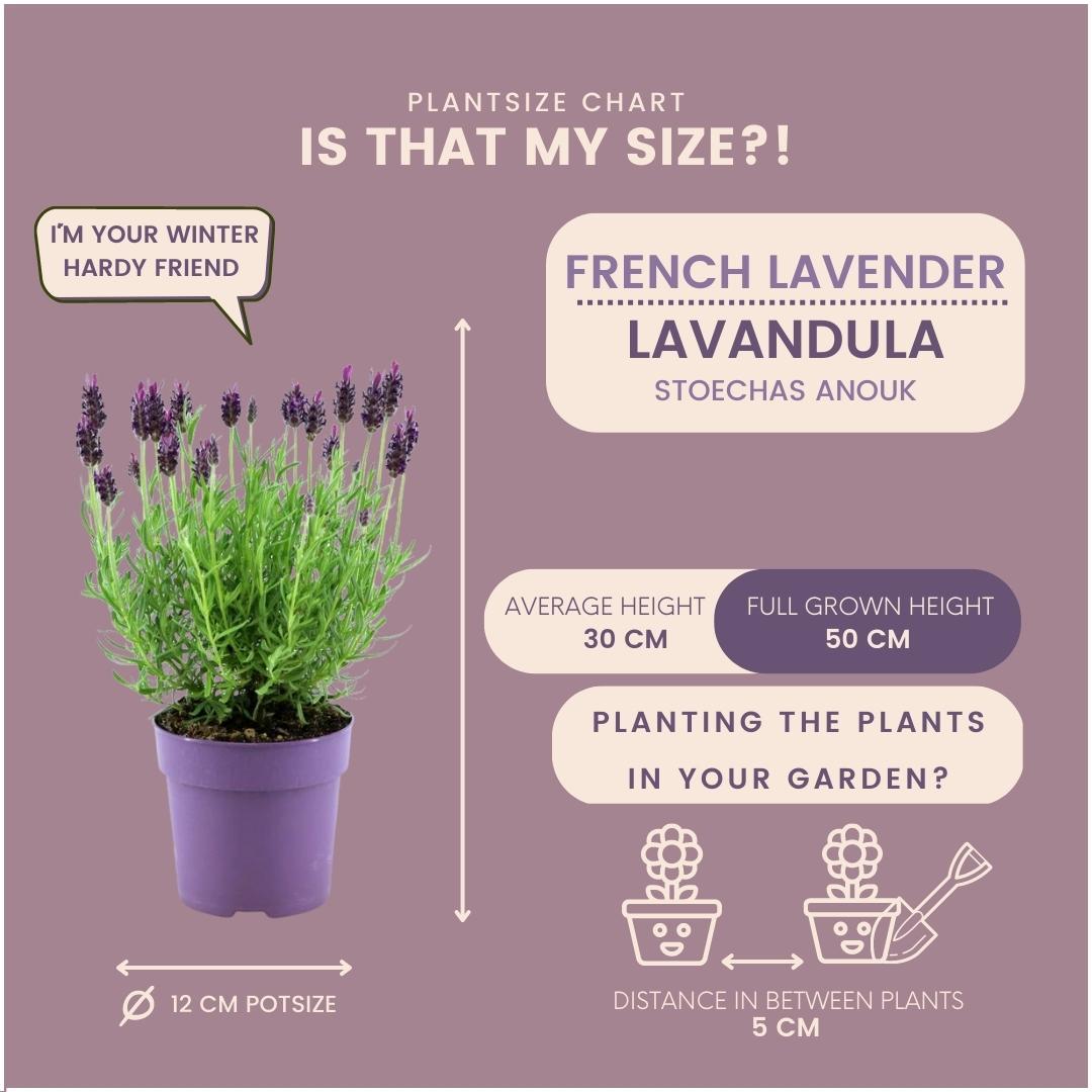 Lavandula stoechas Anouk® - 24x Ø12 cm - ↕25 cm