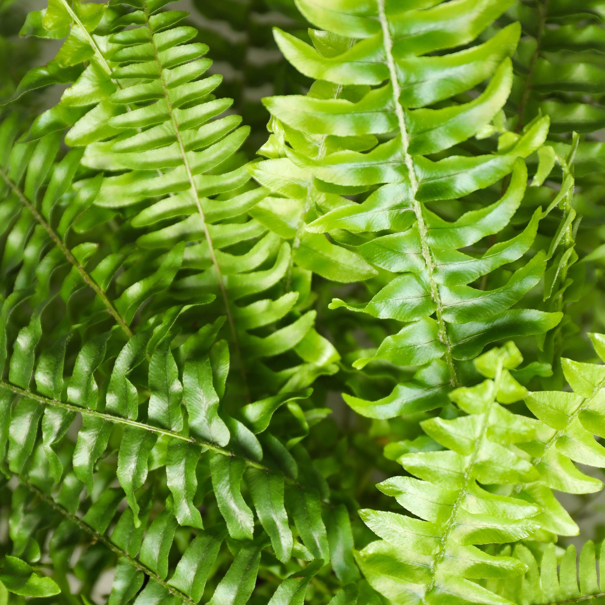 Nephrolepsis exaltata Green Lady - Varen - Huisdiervriendelijk - Groen - 2 Planten - Pot 12cm - Hoogte 28-30cm