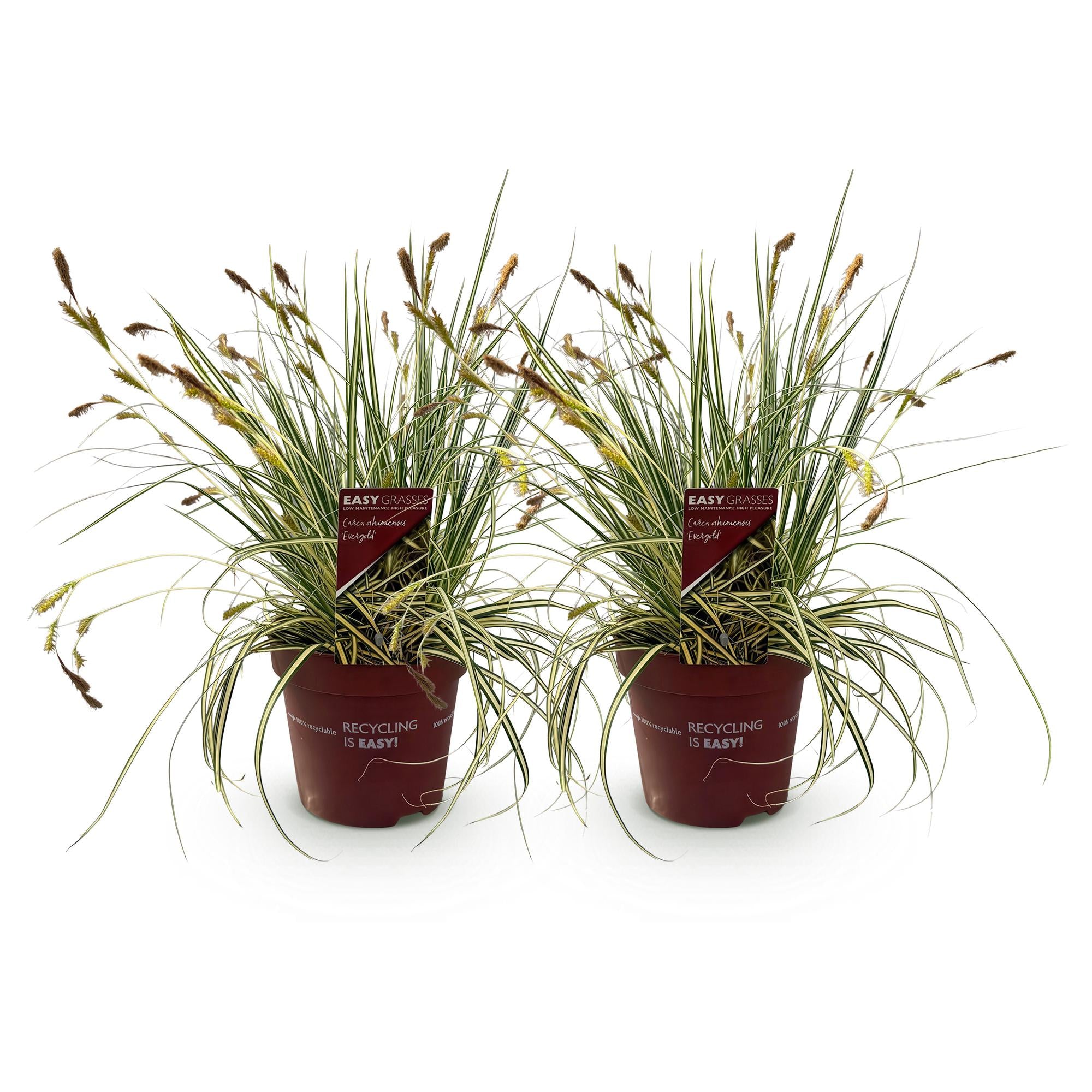 Green boutiQ – Ziergräser – Carex oshimensis Evergold – Gelb & Grün – 2 Pflanzen – Immergrün – Pflegeleicht – Topf 17 cm, Höhe 50 cm