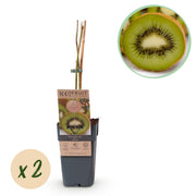 Groene Kiwi - Actinidia deliciosa Jenny  - Groene Vrucht - 2 planten - Pot 15cm Hoogte 50cm