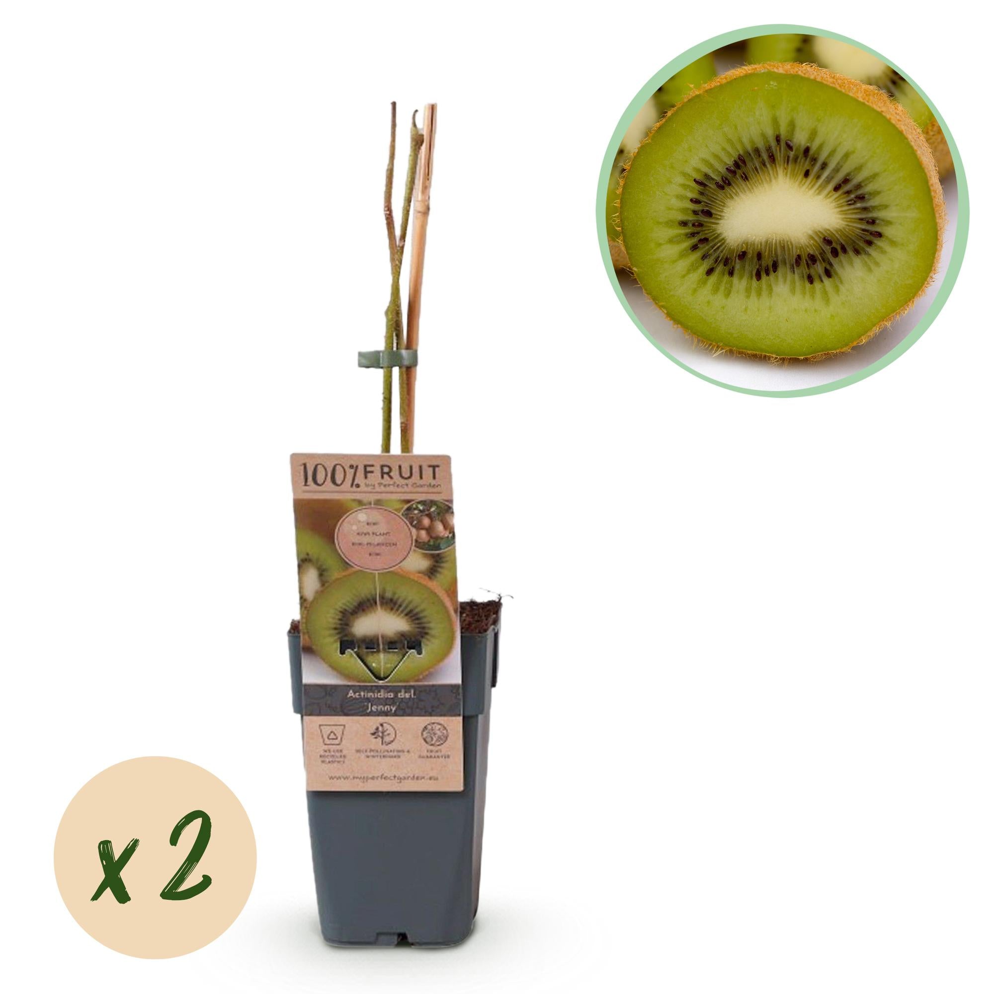 Groene Kiwi - Actinidia deliciosa Jenny  - Groene Vrucht - 2 planten - Pot 15cm Hoogte 50cm