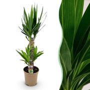 Yucca elephantipes - Weinig onderhoud - Groen - 1 - Pot 17cm - Hoogte 75cm