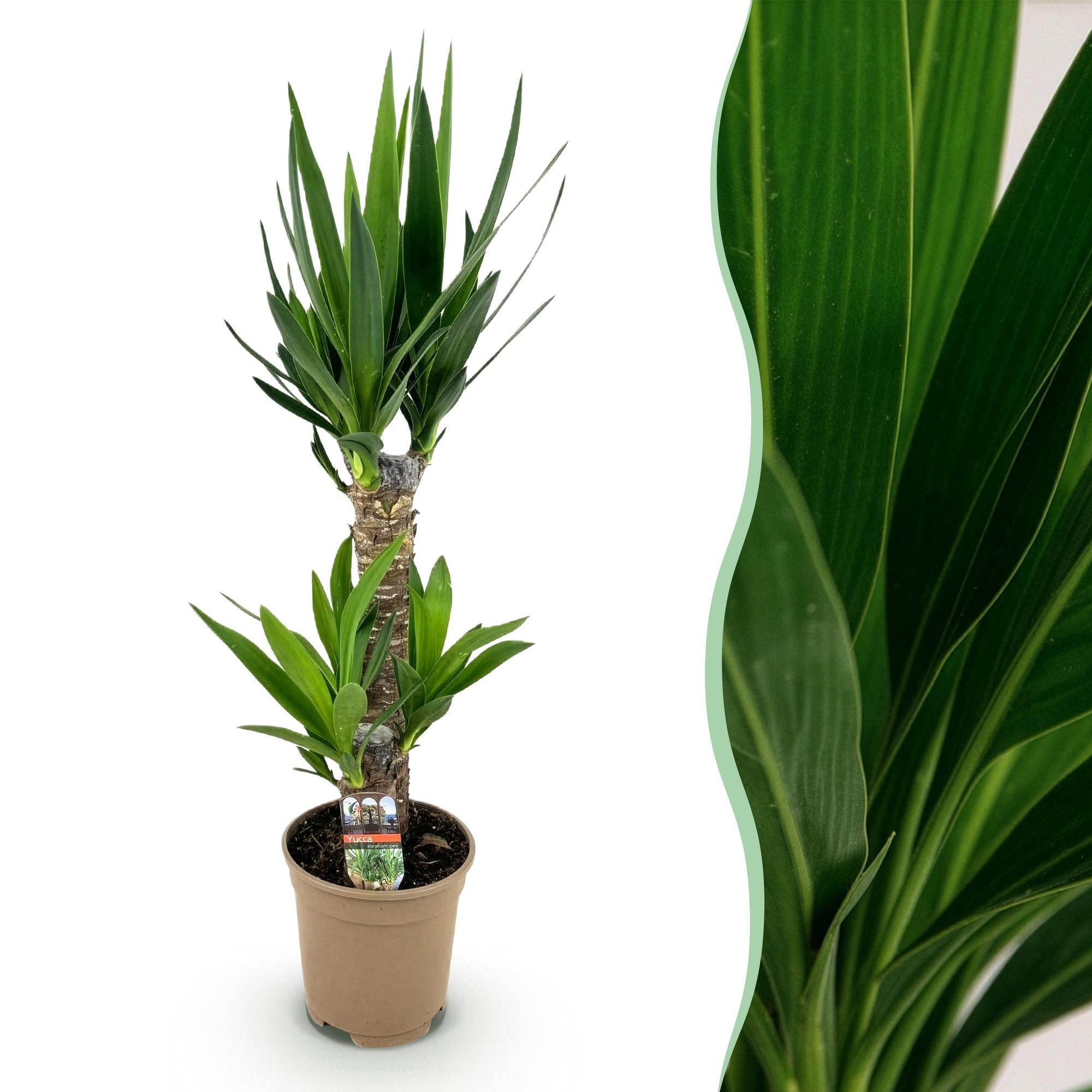 Yucca elephantipes - Weinig onderhoud - Groen - 1 - Pot 17cm - Hoogte 75cm