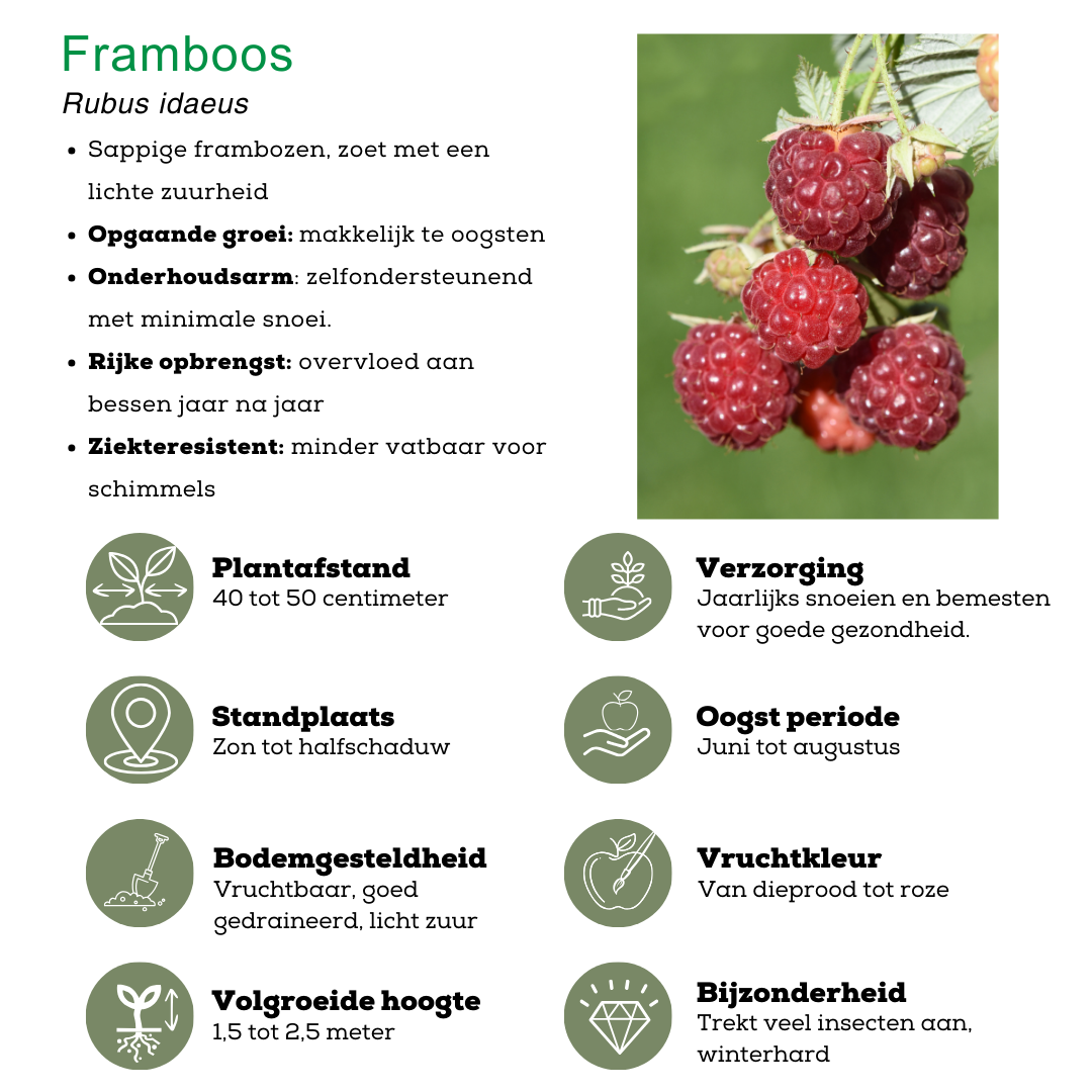 Biologische Fruitplanten mix set van 3 verschillende soorten