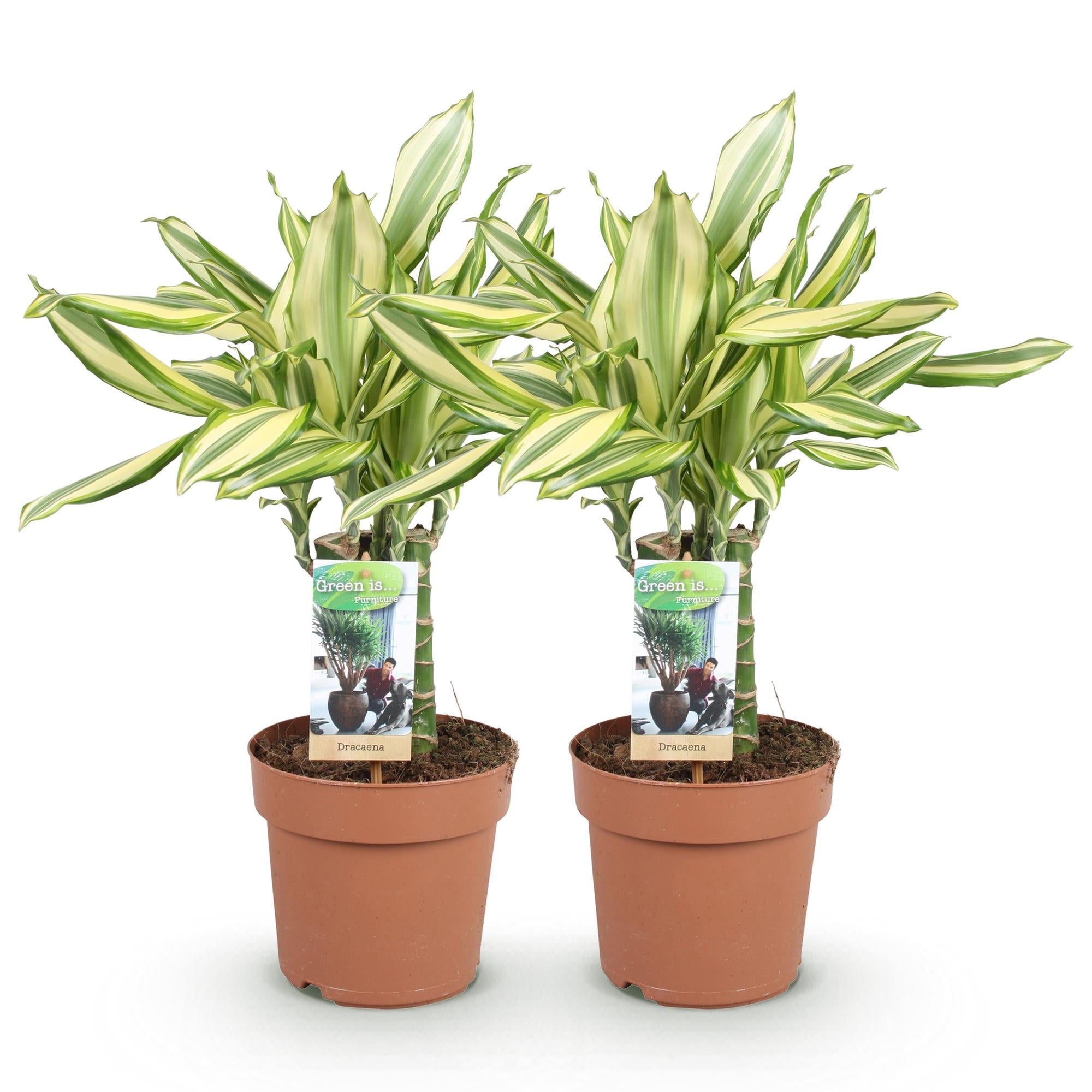 Dracaena fragrans Diamond Dream - Drakenbloedboom - Weinig onderhoud - Groen - 2 Planten - Pot 17cm - Hoogte 50-55cm