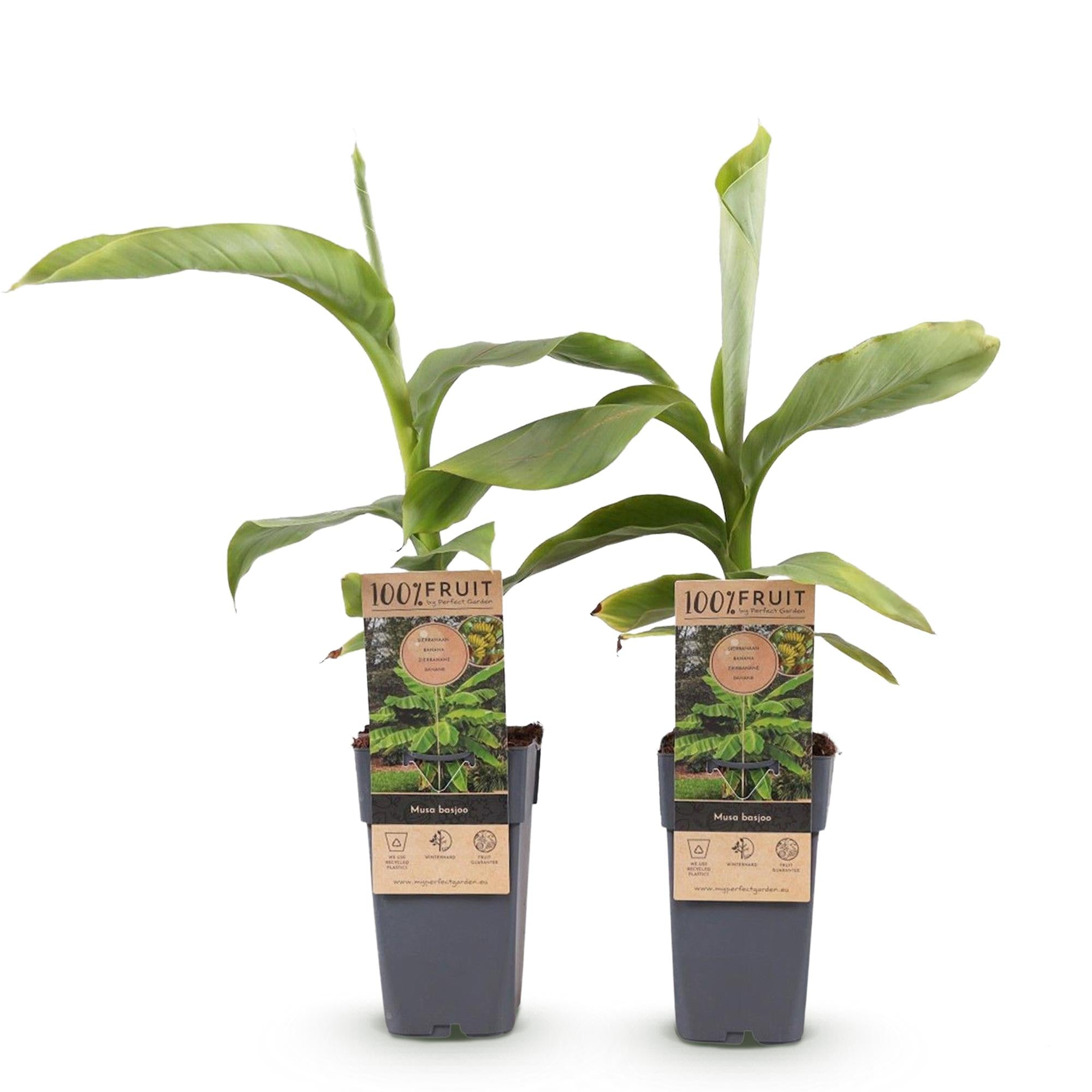 Japanse vezelbanaan - Musa Basjoo - Winterhard - 2 planten - Pot 15cm Hoogte 50cm