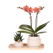 Kolibri Orchids | Gift Set Allure Wit - Oranje Phalaenopsis Orchidee Mineral Bolzano & Succulent