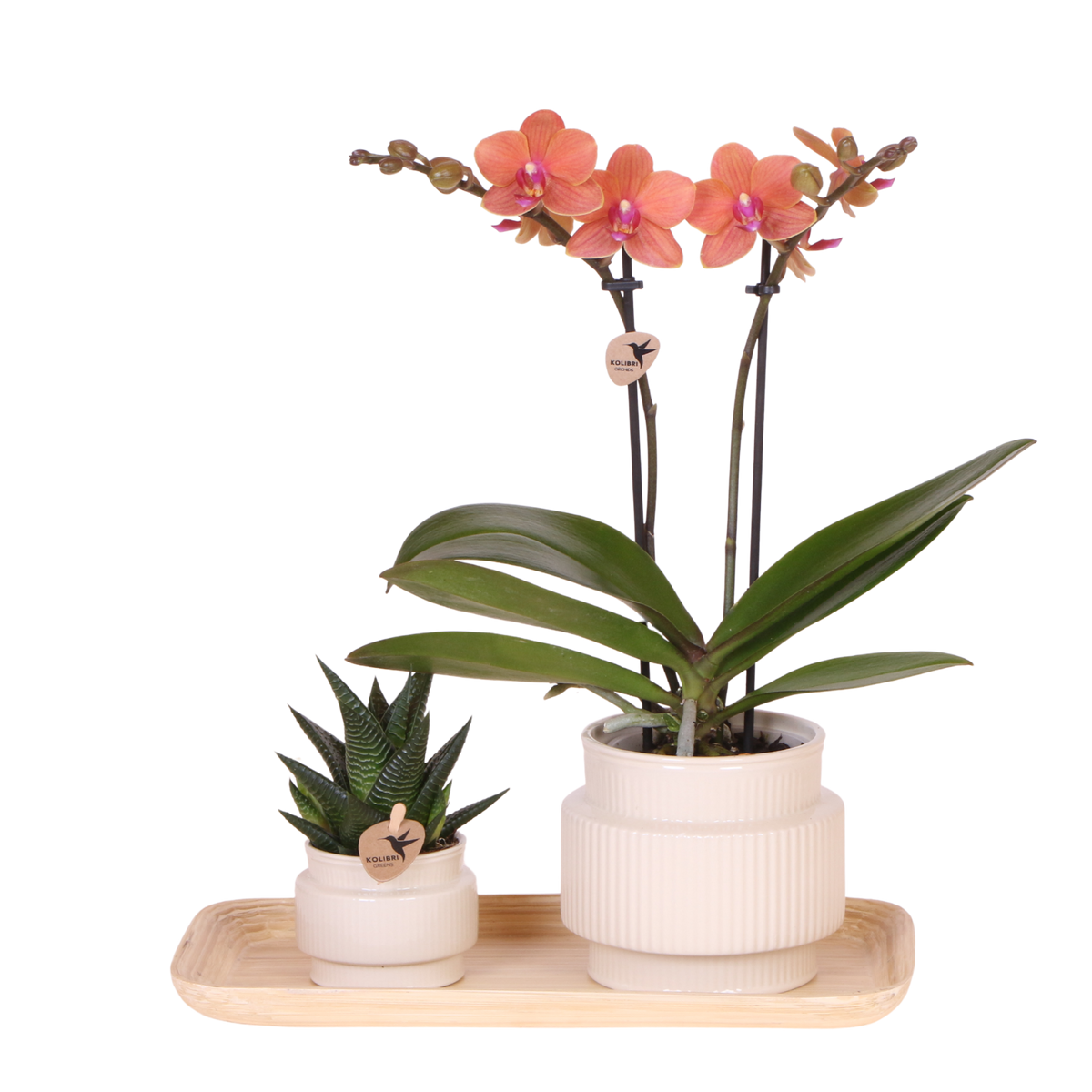 Kolibri Orchids | Gift Set Allure Wit - Oranje Phalaenopsis Orchidee Mineral Bolzano & Succulent