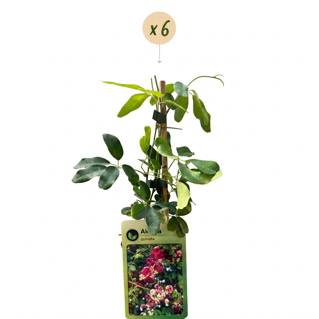 Akebia quinata - Vijfbladige akebia 6x - Paars - Rood - Klimplant - Ø9cm - ↕35cm
