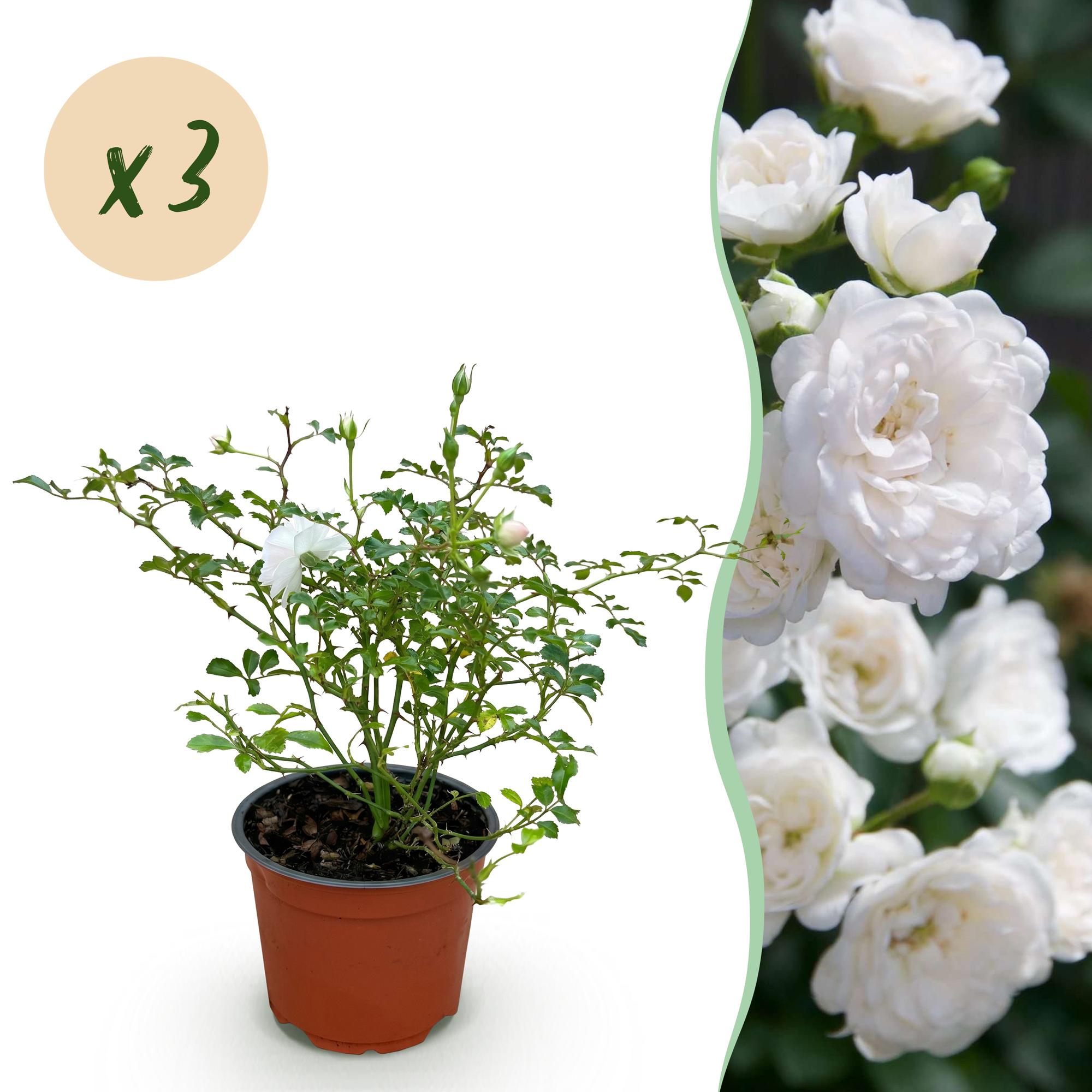 Rosa White Fairy - Roos - Winterhard - Wit - 3 Planten - Pot 12cm - Hoogte Hoogte 20-25cm
