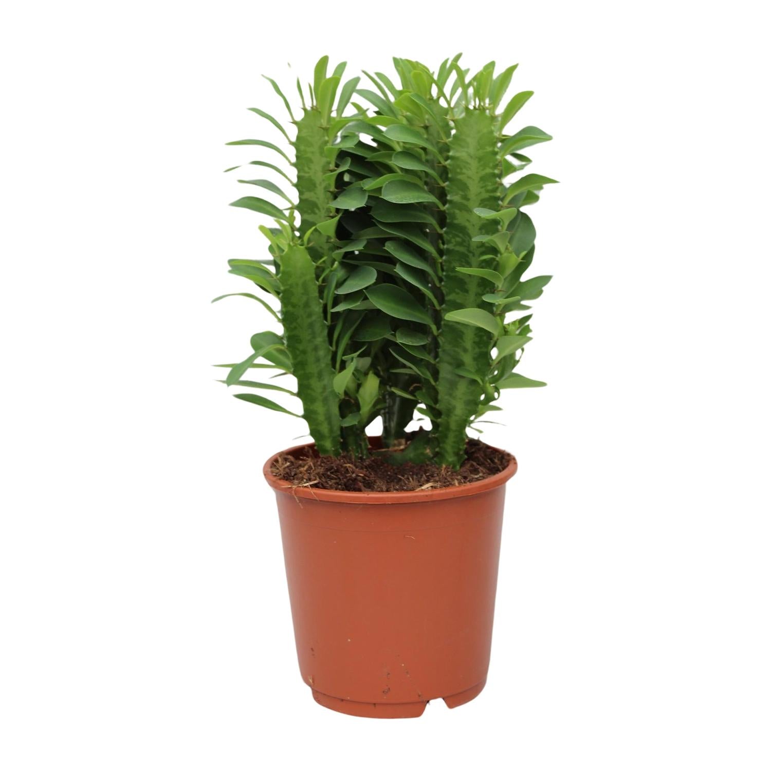 Euphorbe Trigona - Ø12cm - ↕40cm