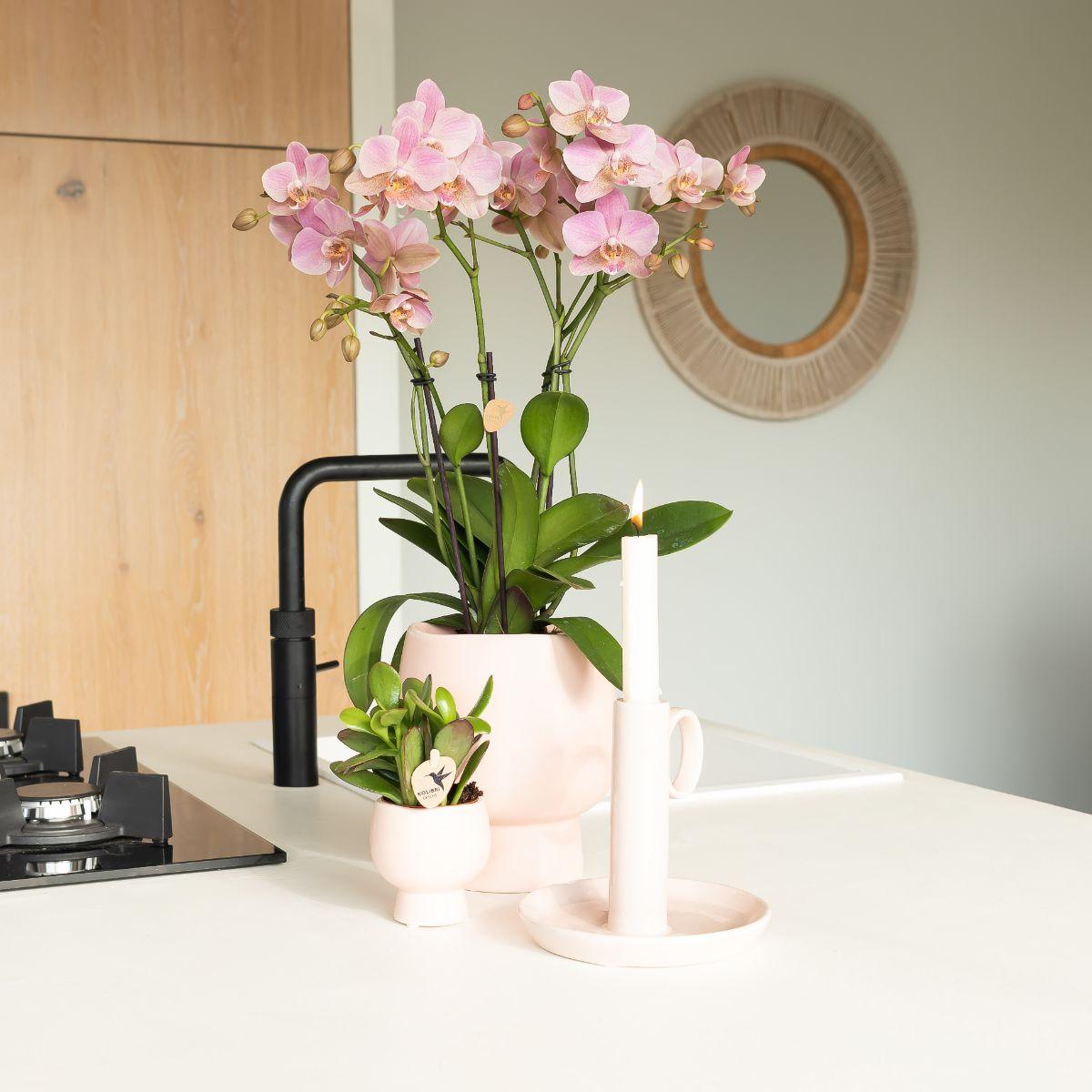 Kolibri Orchids | Orchidea Phalaenopsis rosa antico - Jewel Treviso - Dimensioni vaso Ø12cm | Pianta da appartamento fiorita - Fresca dal coltivatore