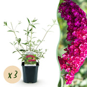 Buddleja davidii Royal Red - Vlinderstruik - Winterhard - Rood - 3 Planten - Pot 17cm - Hoogte 45cm