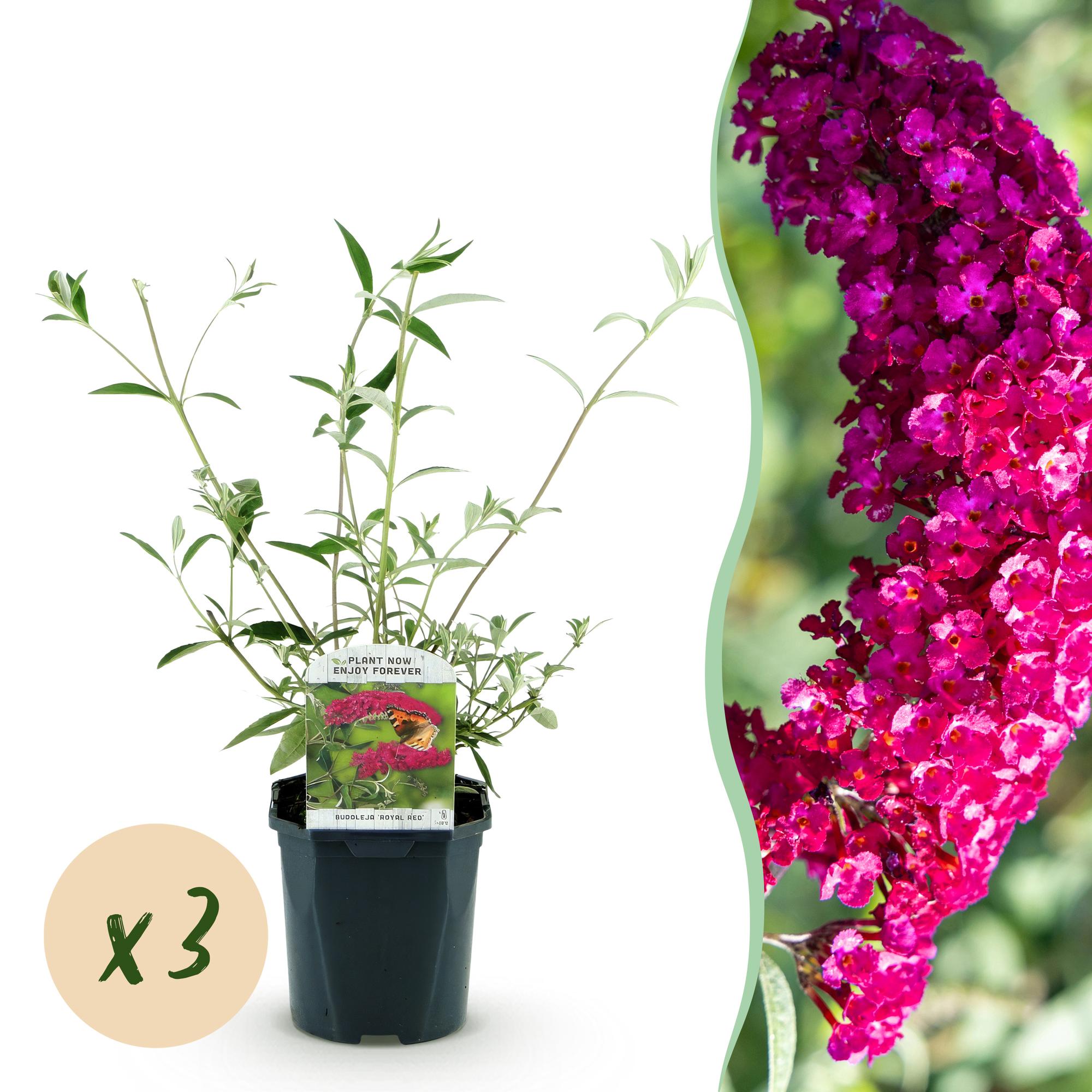 Buddleja davidii Royal Red - Vlinderstruik - Winterhard - Rood - 3 Planten - Pot 17cm - Hoogte 45cm