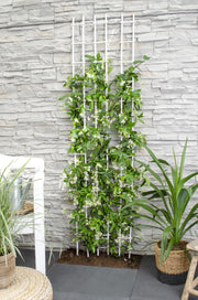 Trachelospermum 'Estrella de Venecia' - Jazmín blanco toscano - Ø15 cm - ↕65 cm